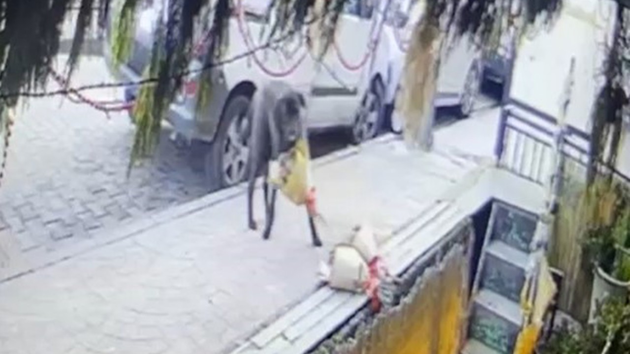 Kokina hırsızı sevimli köpek kameraya yakalandı
