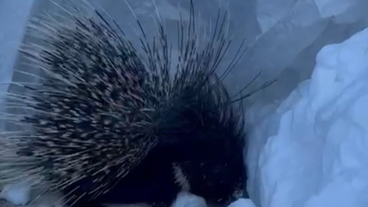 Yüksekova’da Hint oklu kirpi görüntülendi
