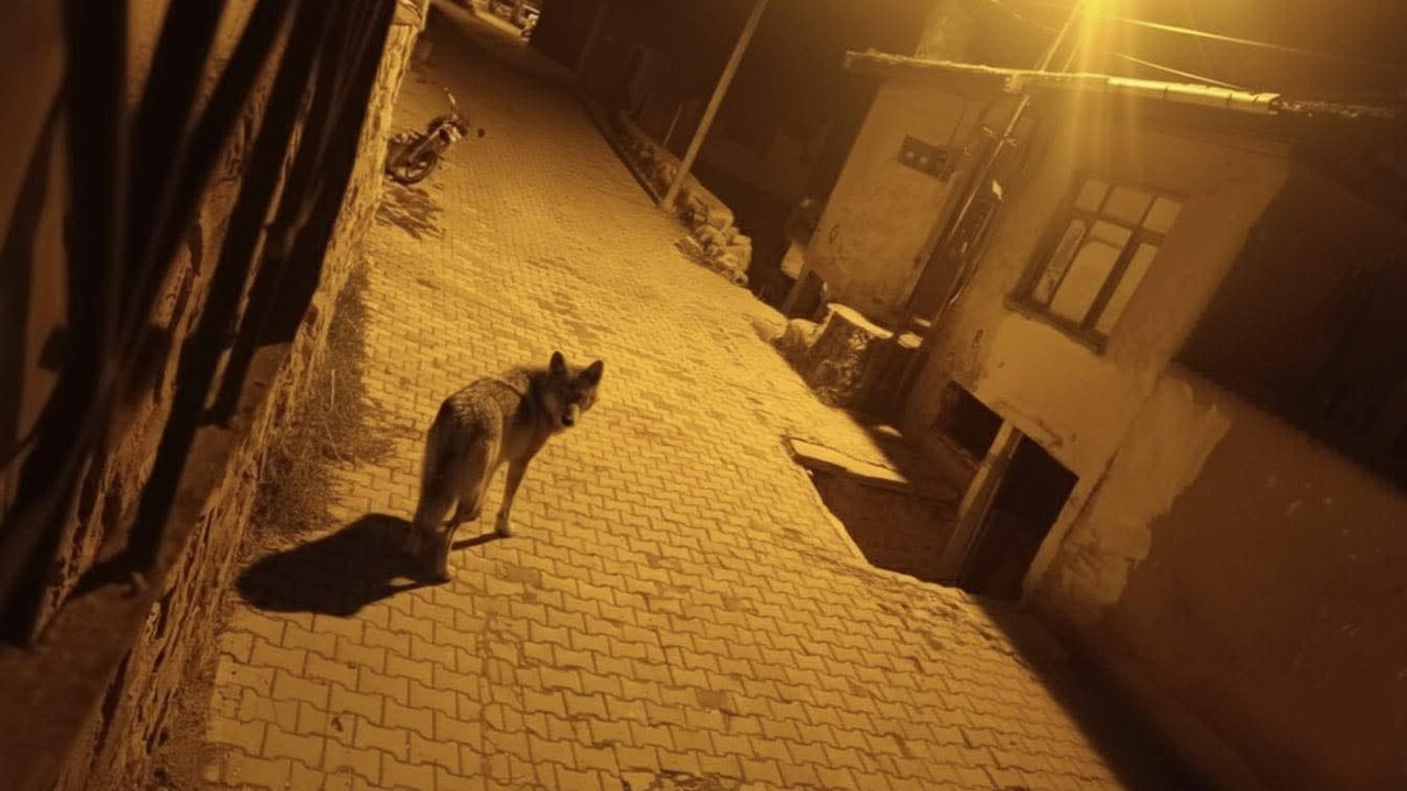 Beypazarı’nda aç kalan kurtlar şehre indi
