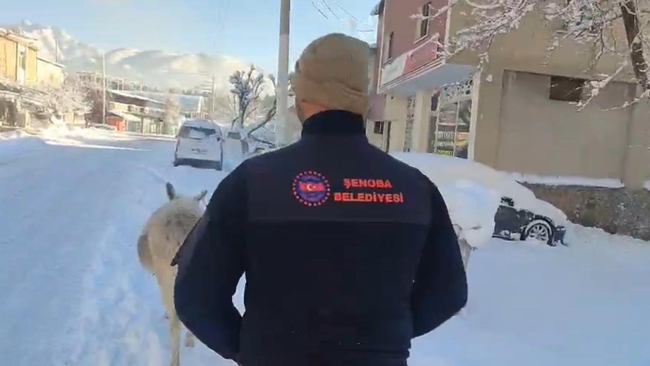 Şırnak’ta sokak hayvanları barınaklara toplandı
