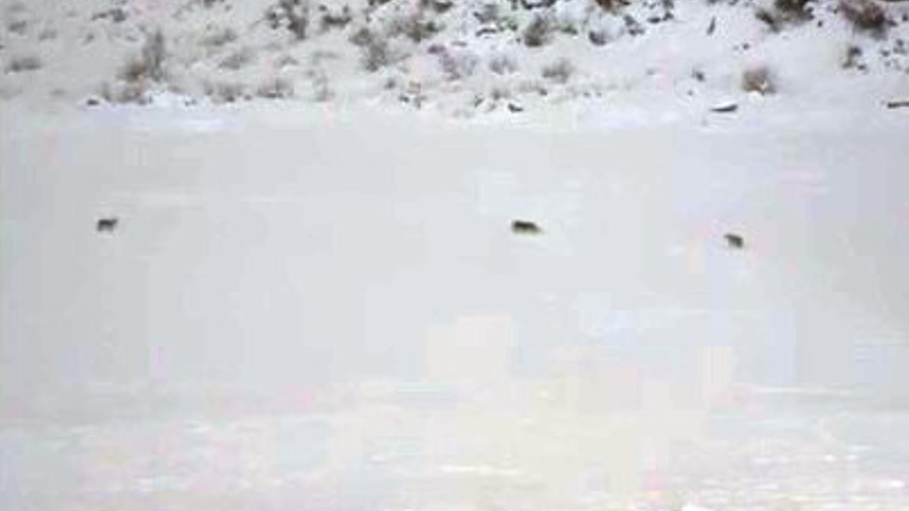 Çukurca’da kurt sürüsü görüntülendi
