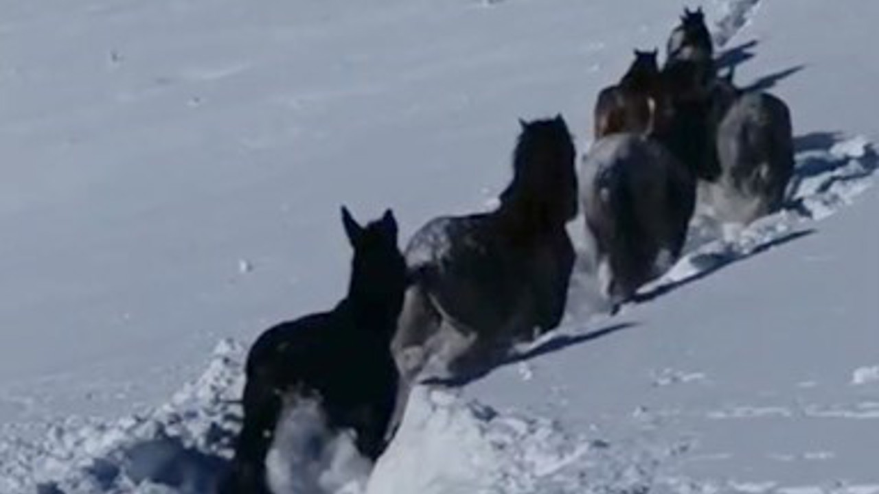Karda mahsur kalan at ve katırlar güvenlik korucuları tarafından kurtarıldı
