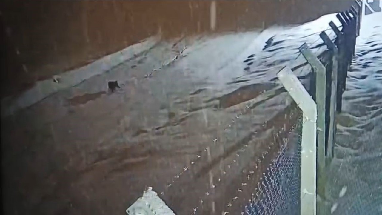 Kurtalan’da köye inen kurt güvenlik kamerasına  yansıdı
