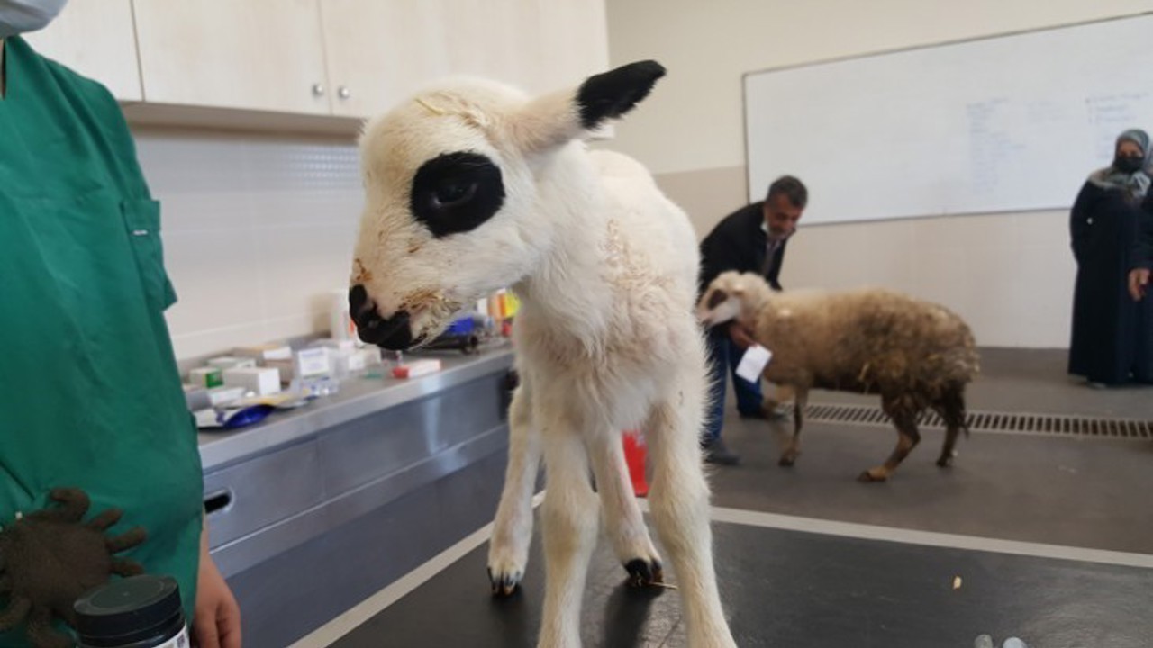 OMÜ Hayvan Hastanesi 2025’te 30 bin 842 hastaya hizmet verdi
