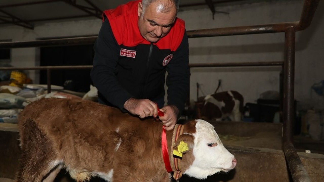 Elazığ’da yılın ilk buzağısına "Bereket" adı verildi
