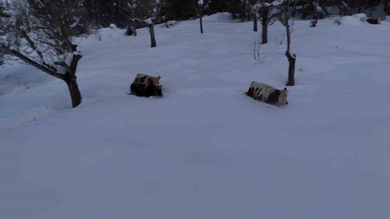 Büyükbaş hayvanların karla imtihanı dronla görüntülendi
