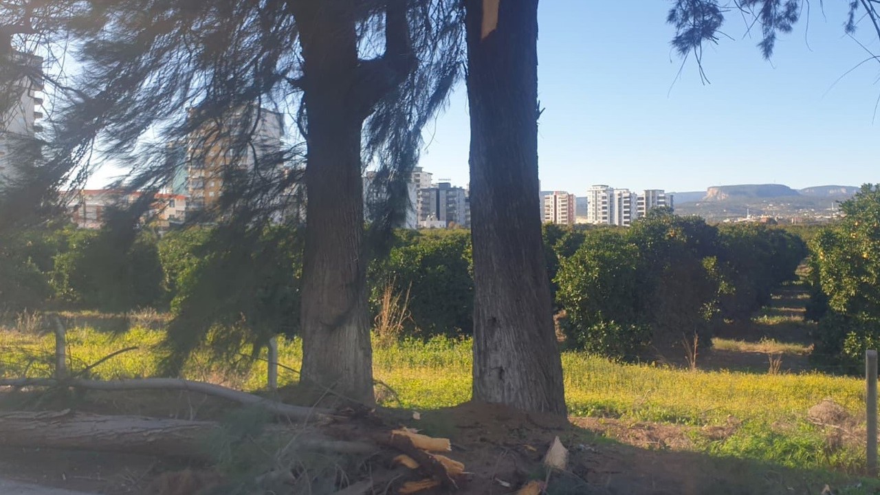 Şiddetli rüzgarda kırılan ağaç yola devrildi
