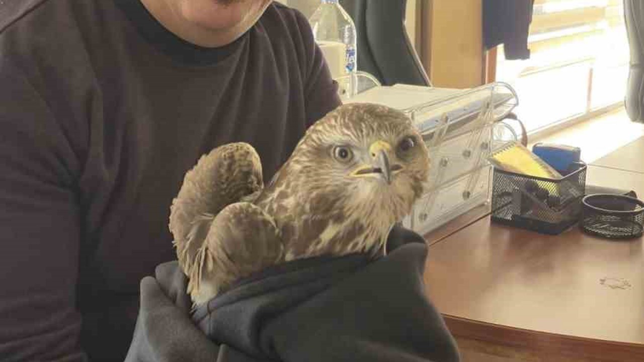 Payas’ta yaralı şahin bulundu
