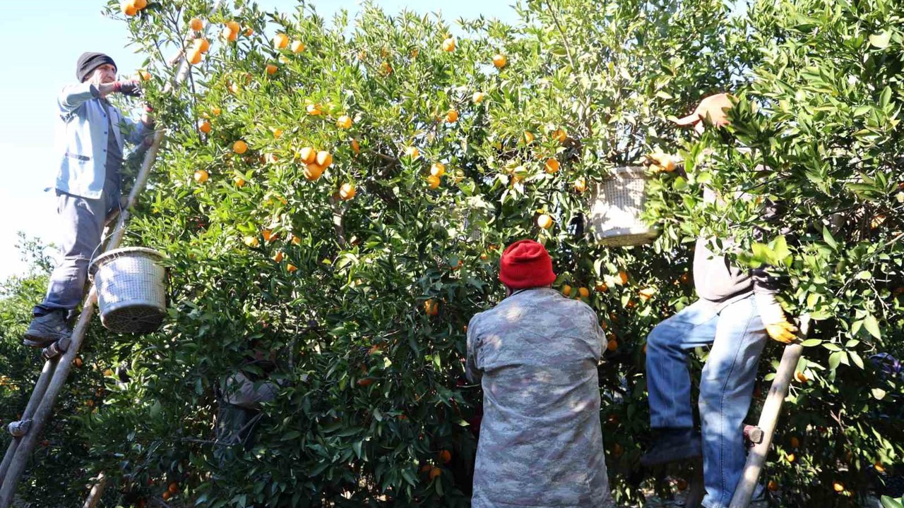 Tescilli Kozan portakalında hasat zamanı: Bahçede kilosu 10 TL
