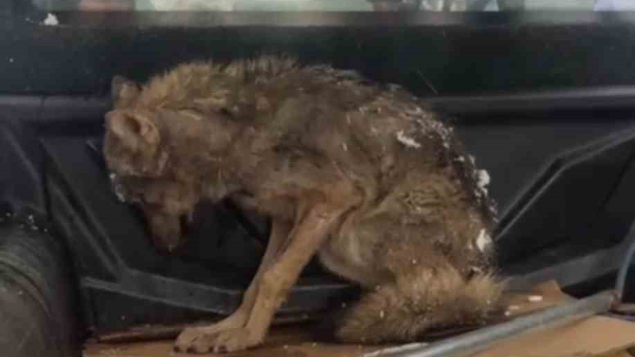 Kar nedeniyle aç kalan kurt, köpek barınağına sığındı

