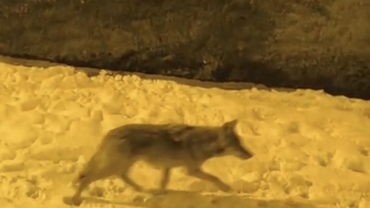 Aç kalan kurtlar şehir merkezine indi
