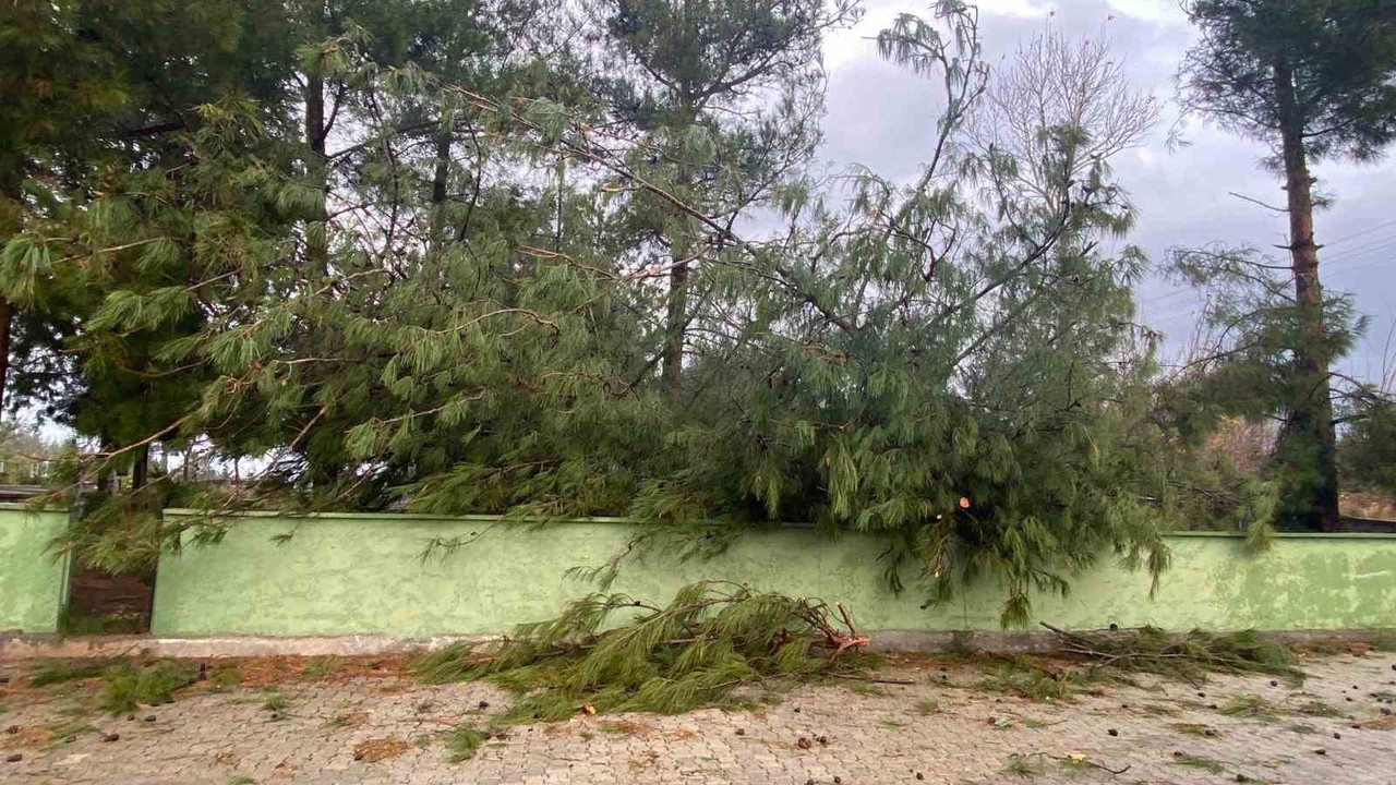 Osmaniye’de şiddetli rüzgar dev ağaçları kökünden söktü
