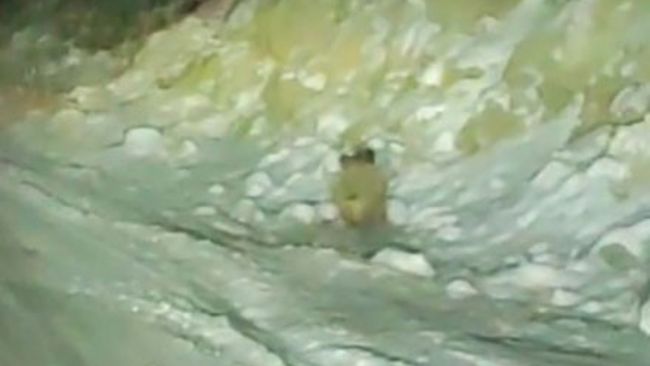 Aç kalan yaban domuzu kara yoluna indi
