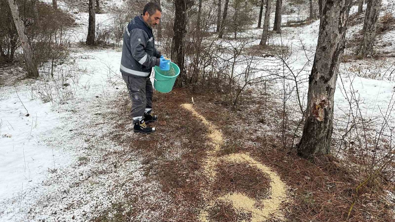 Çorum Belediyesi yaban hayvanlarını unutmadı
