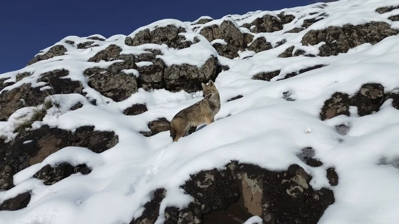 Karlı dağlık alanda yiyecek arayan kurt dronla görüntülendi
