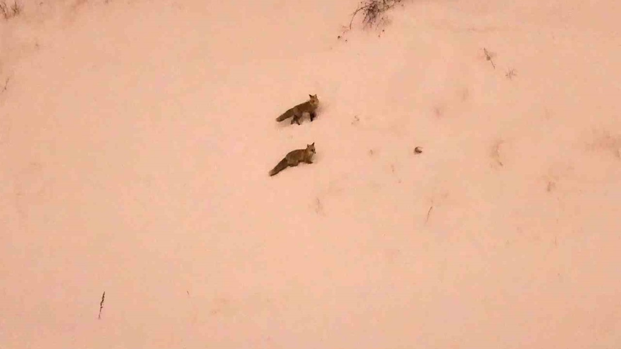 Aç kalan tilkiler yerleşim yerlerinde görülmeye başlandı
