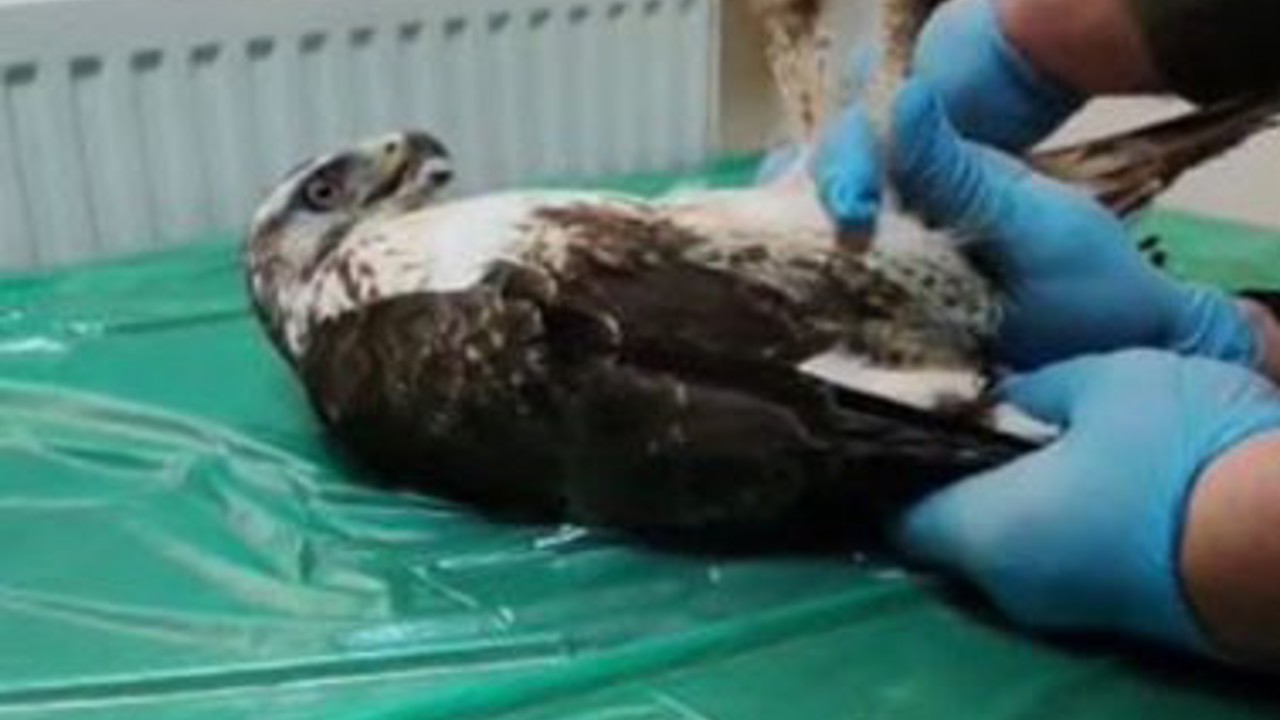 Yaralı bulunan şahin, tedavisinin ardından doğaya salındı
