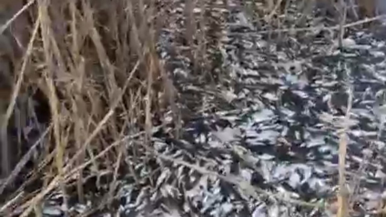 Uluabat Deresi’nde binlerce balık ölü bulundu
