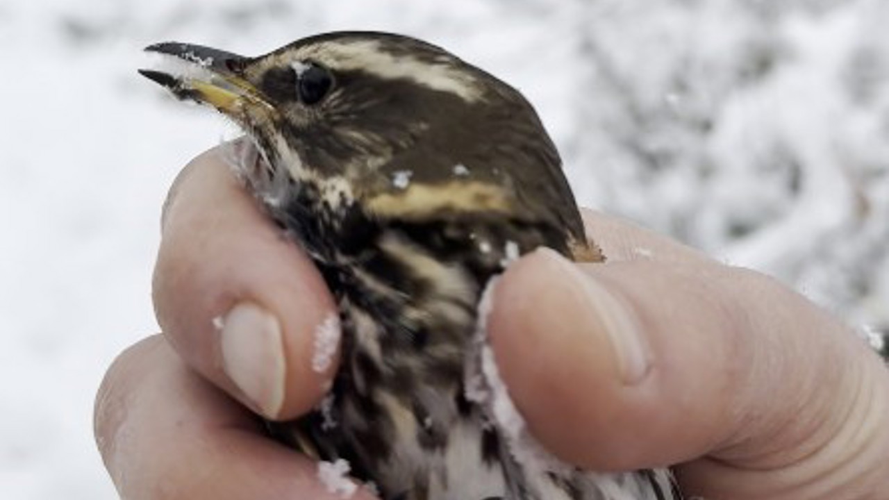Donmak üzere olan kuşu aracına alarak ısıttı
