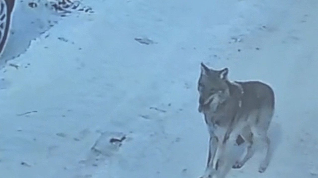 Tatvan’da gündüz vakti kurt görüldü
