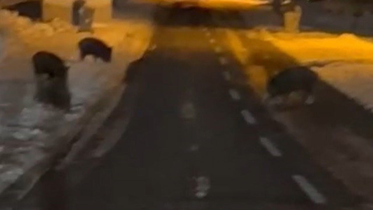 Aç kalan yaban domuzları yerleşim yerine indi
