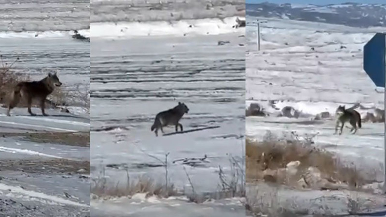 Kar yağdı, kurtlar şehre yaklaştı
