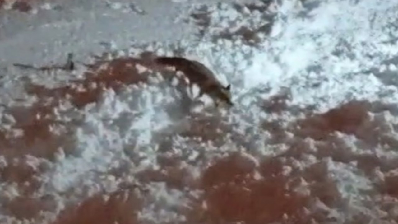 Hakkari’de aç kalan tilkiler şehirde yiyecek aradı
