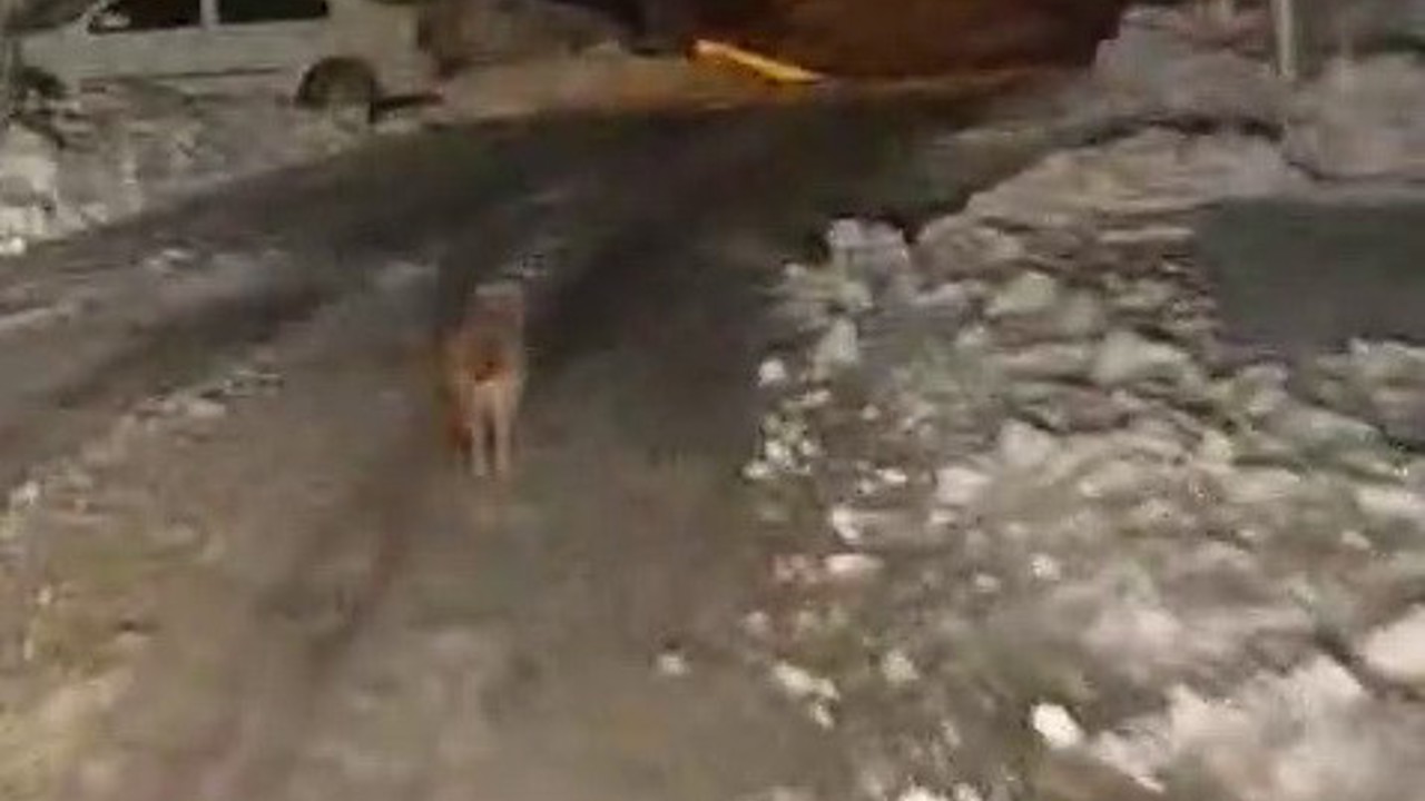 Sincik’te kurt köy merkezine indi
