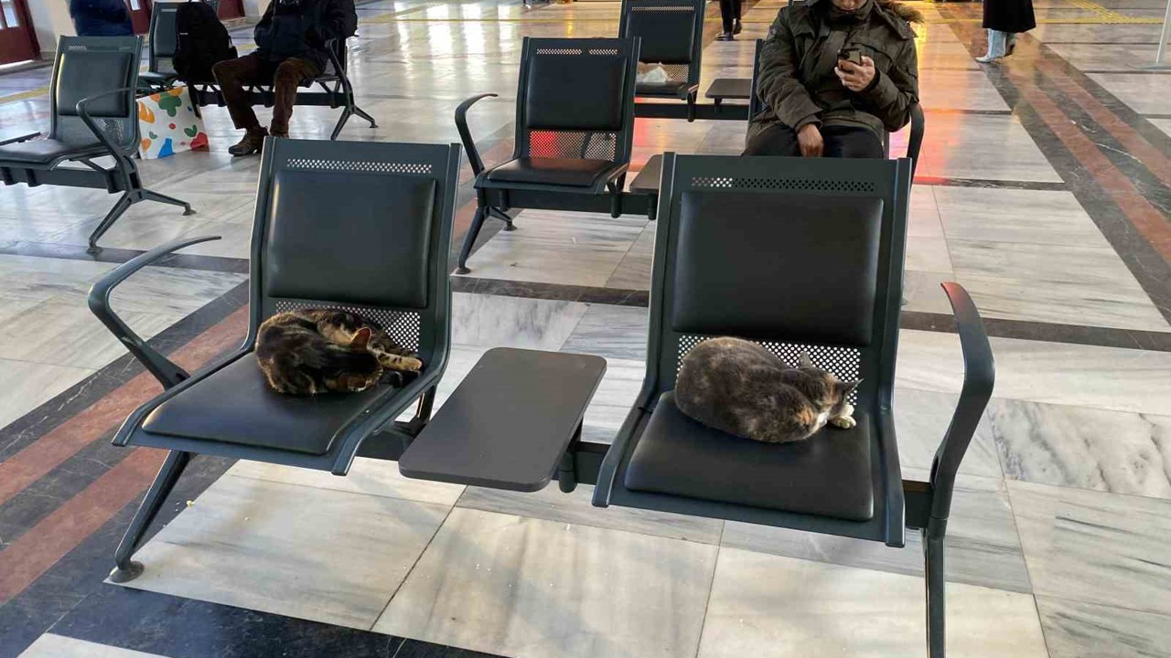 Soğuktan üşüyen sokak kedileri tren garına ısındı
