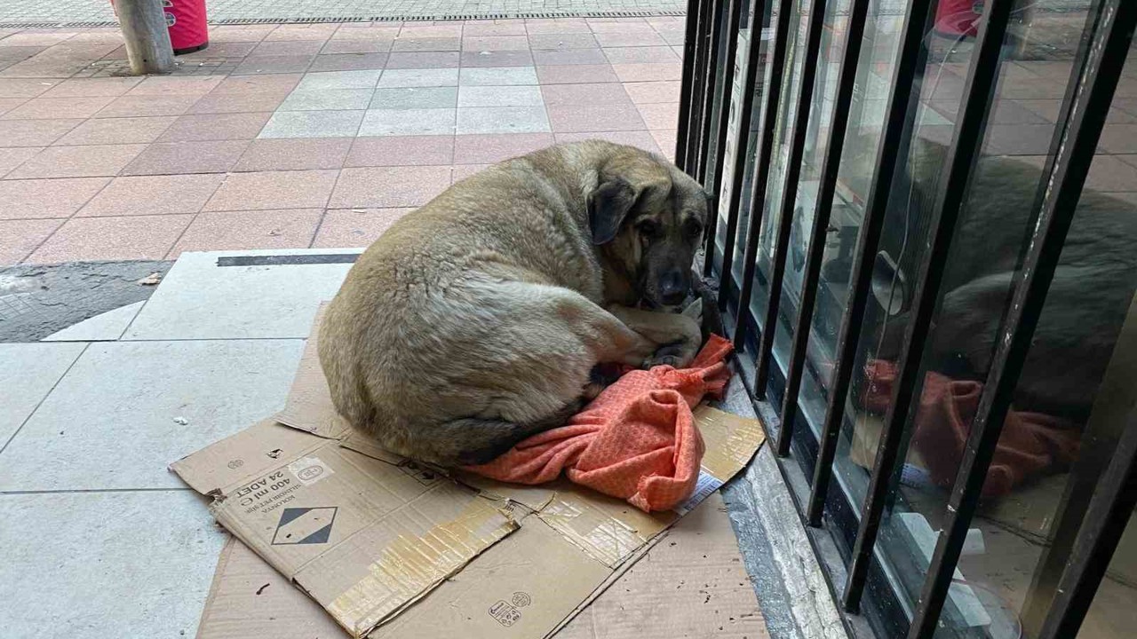 Dondurucu soğuk sokak hayvanlarının yaşamını zorlaştırdı
