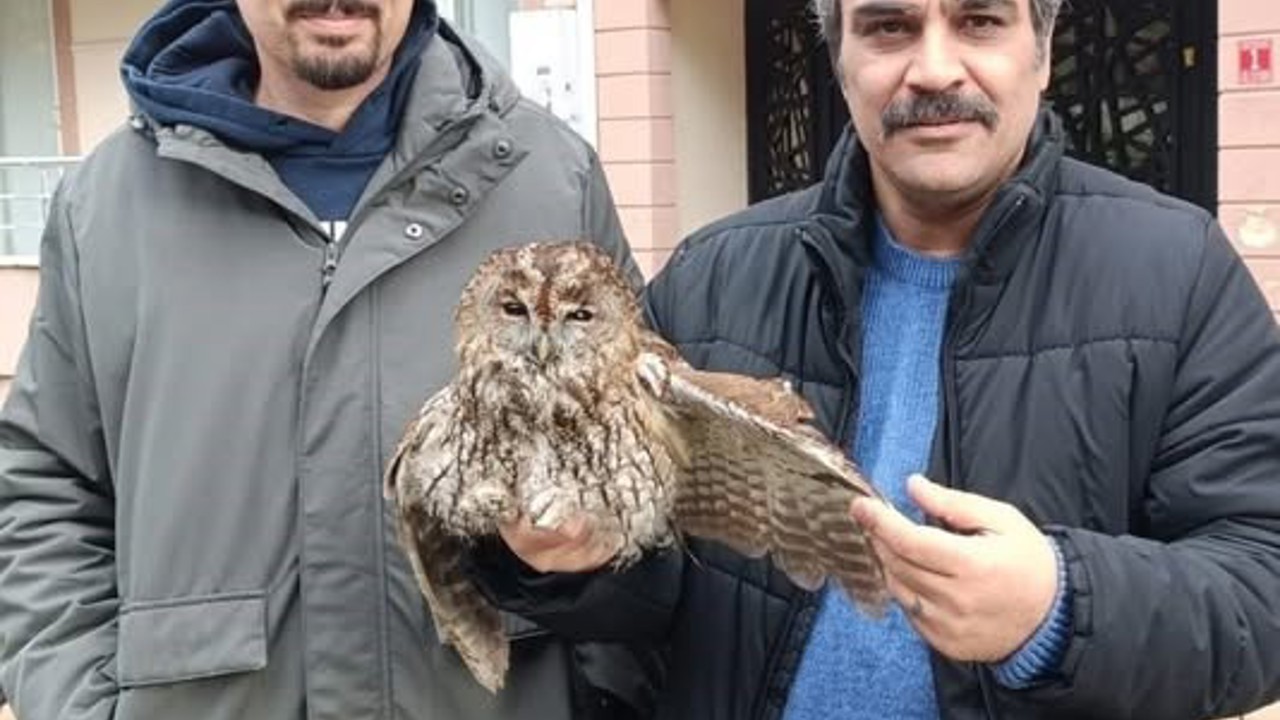 Burhaniye de soğuk hava yaban hayvanlarını da olumsuz etkiledi
