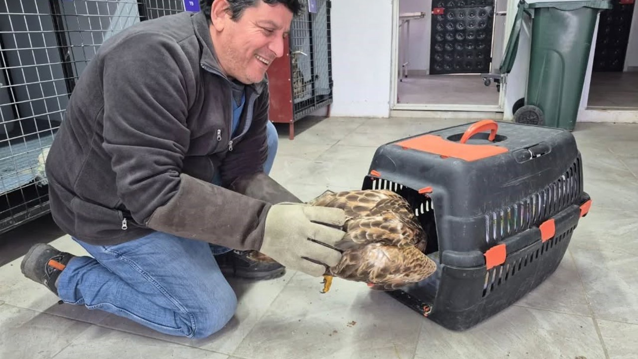Germencik’te belediyenin ihbar hattı yaban hayvanlarına da umut oluyor
