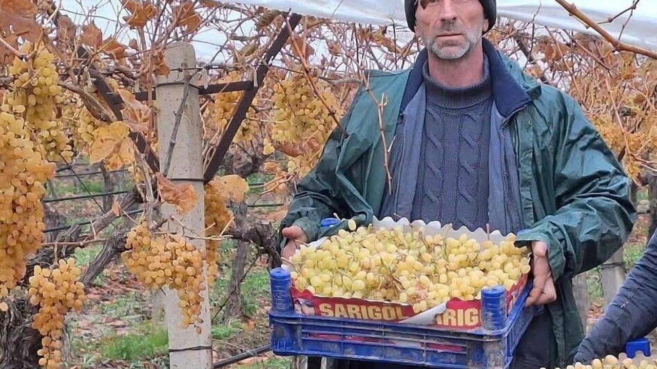 Sarıgöl’de üzüm hasadında sona gelindi
