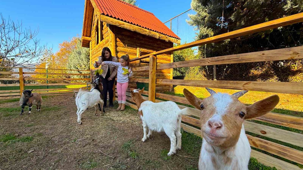 Keçi, ördek, tavuk, tavşan: Hepsinin görevi "Çok özel"
