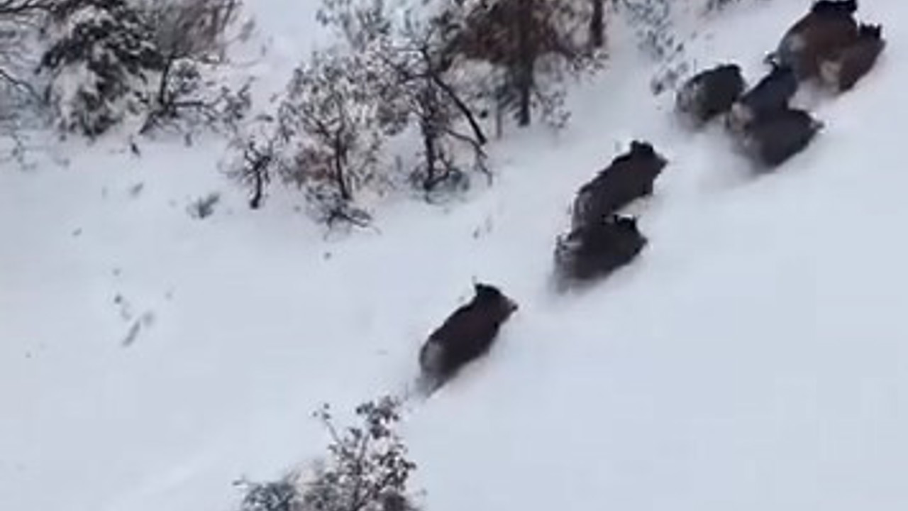 Elazığ’da domuz sürüsü dron ile görüntülendi
