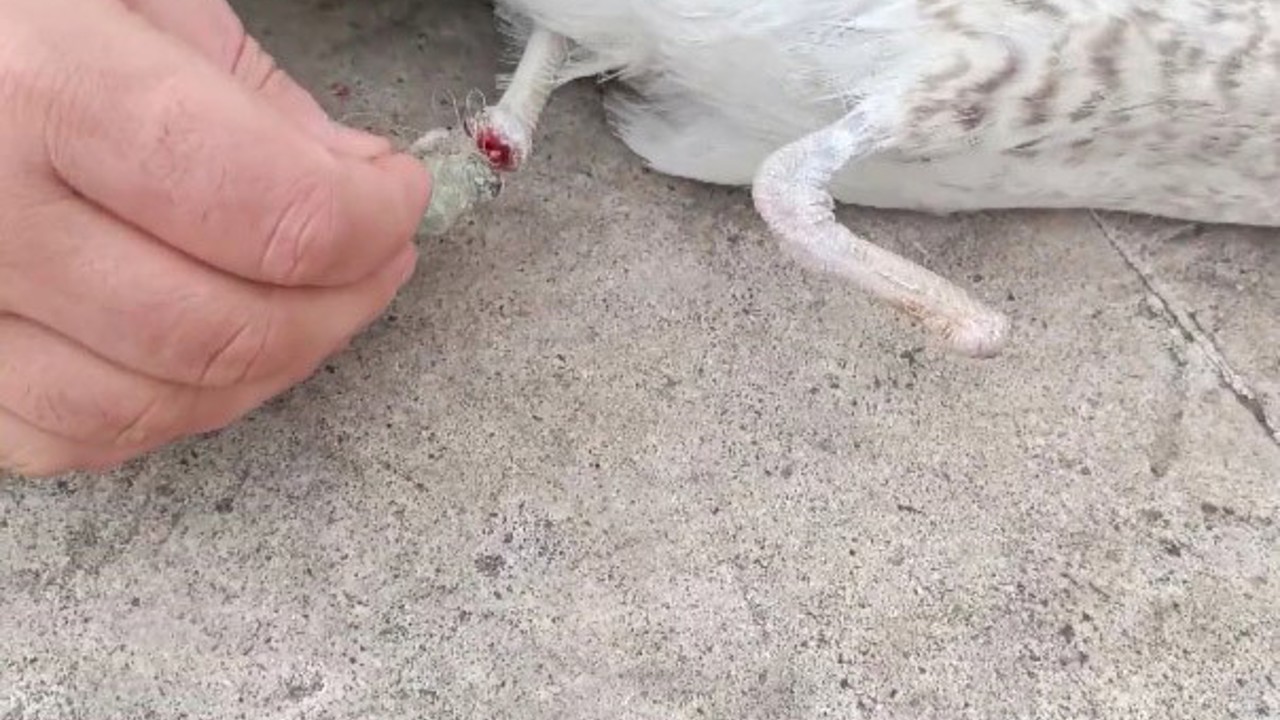 Bir ayağı ampute, bir ayağı misinaya dolandı: Pendik’te martının kurtarılma anı kameralarda
