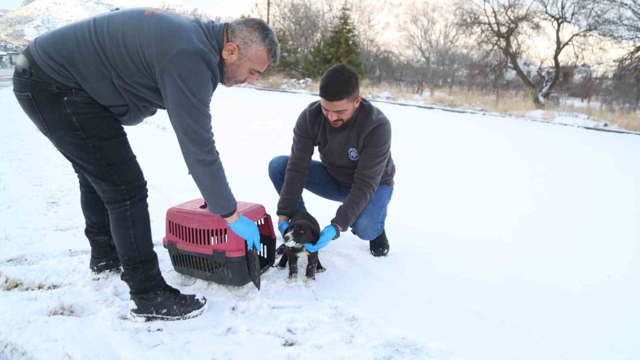 Sevimli Dost ambulansı, binlerce sokak hayvanının yardımına koştu
