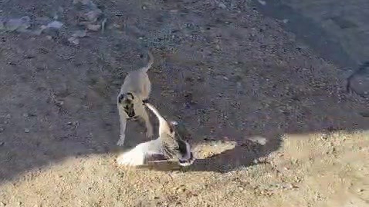 Gercüş’te köpek ile kazın kavgası kameraya yansıdı
