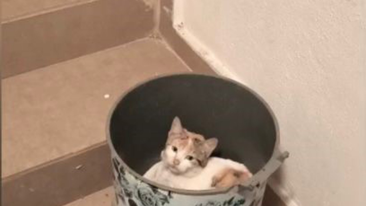 Soğuktan korunmak isteyen kedi çöp kutusuna sığındı
