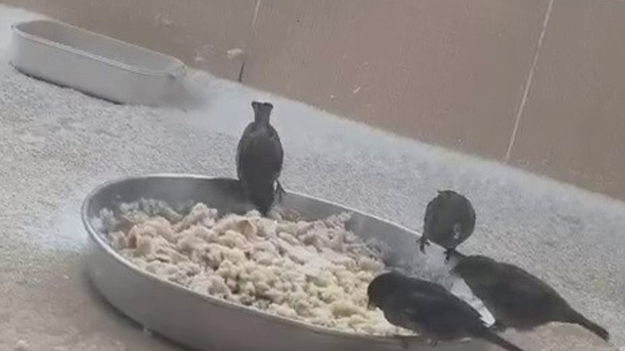 Adıyamanlılar sokak hayvanlarını unutmadı
