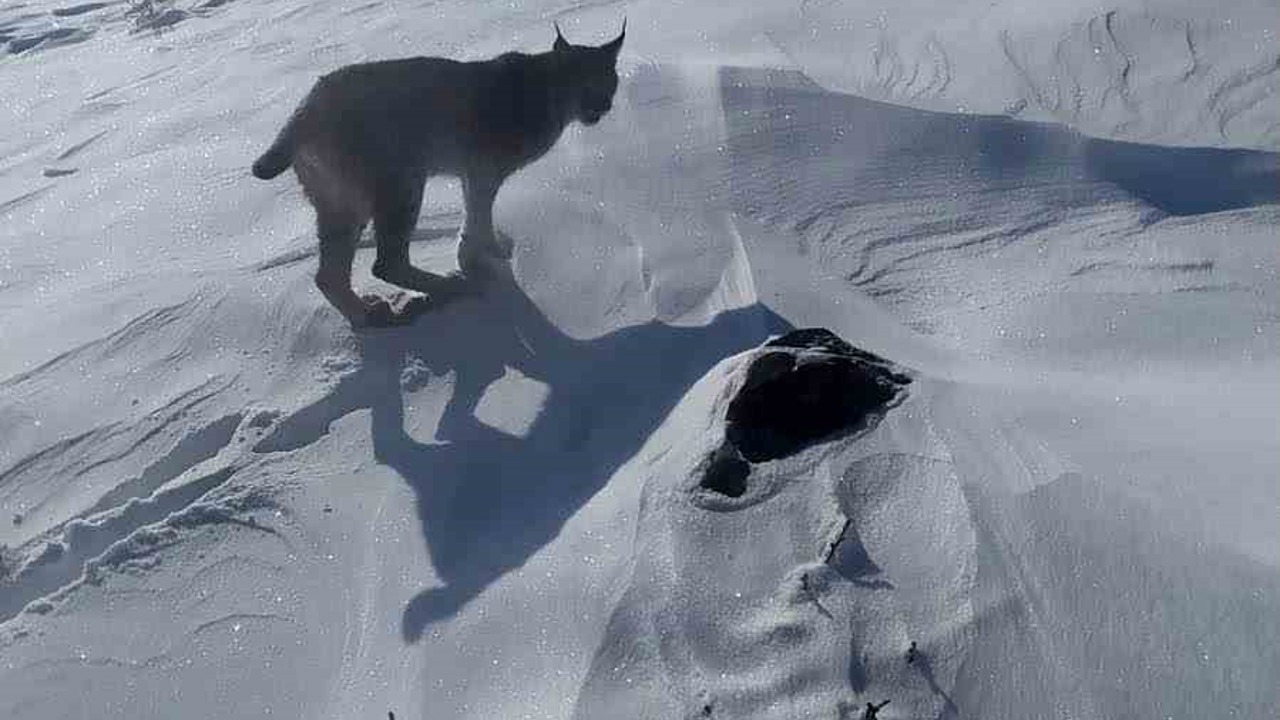 Karlıova’da nesli tükenme tehlikesi altındaki vaşak görüntülendi
