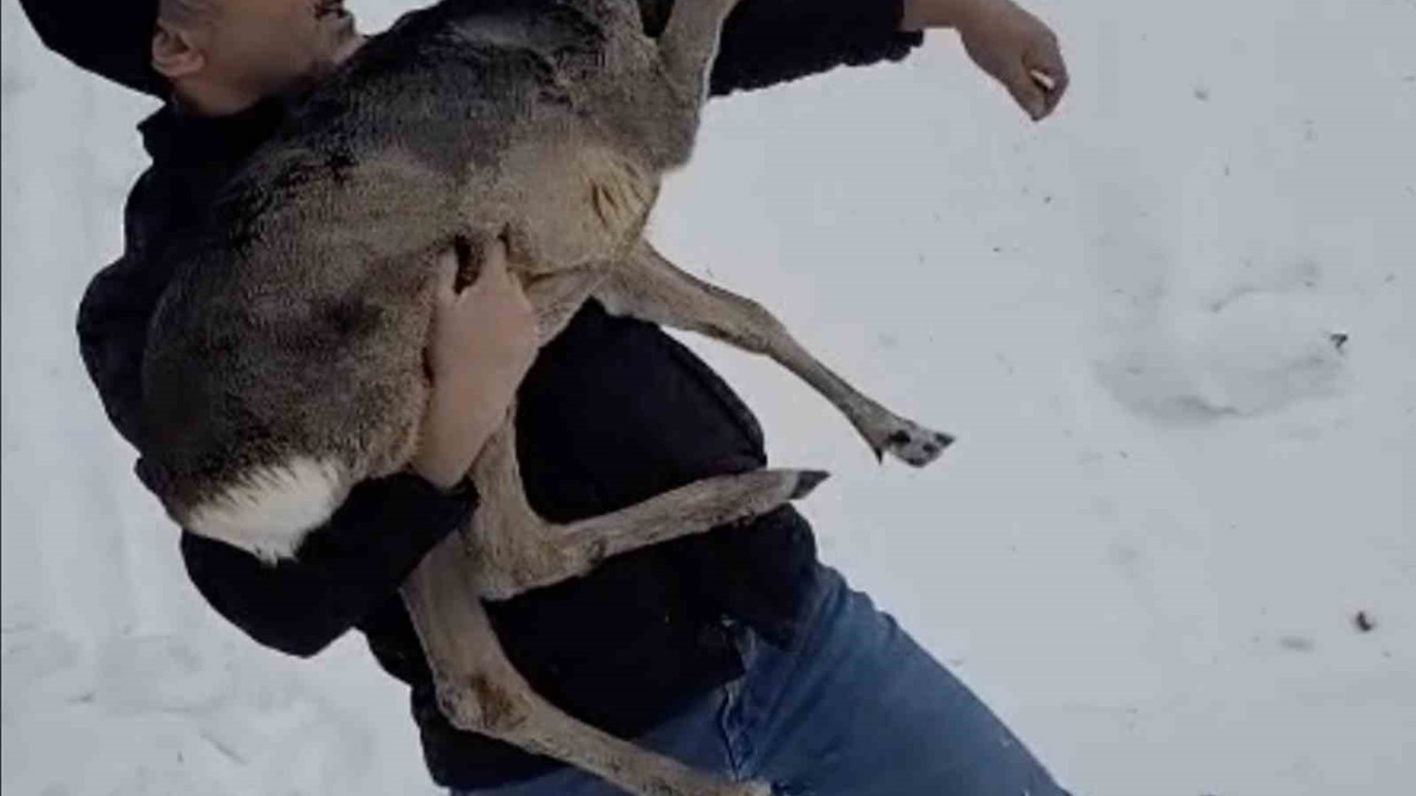 Düzce’de yaralı halde bulunan yavru karaca koruma altına alındı
