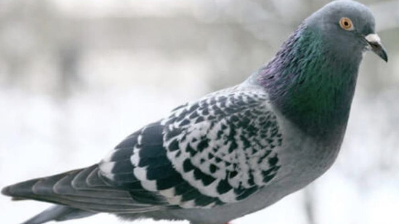 O anlar kamerada: Kasklı şüpheli damdaki kuşları çaldı
