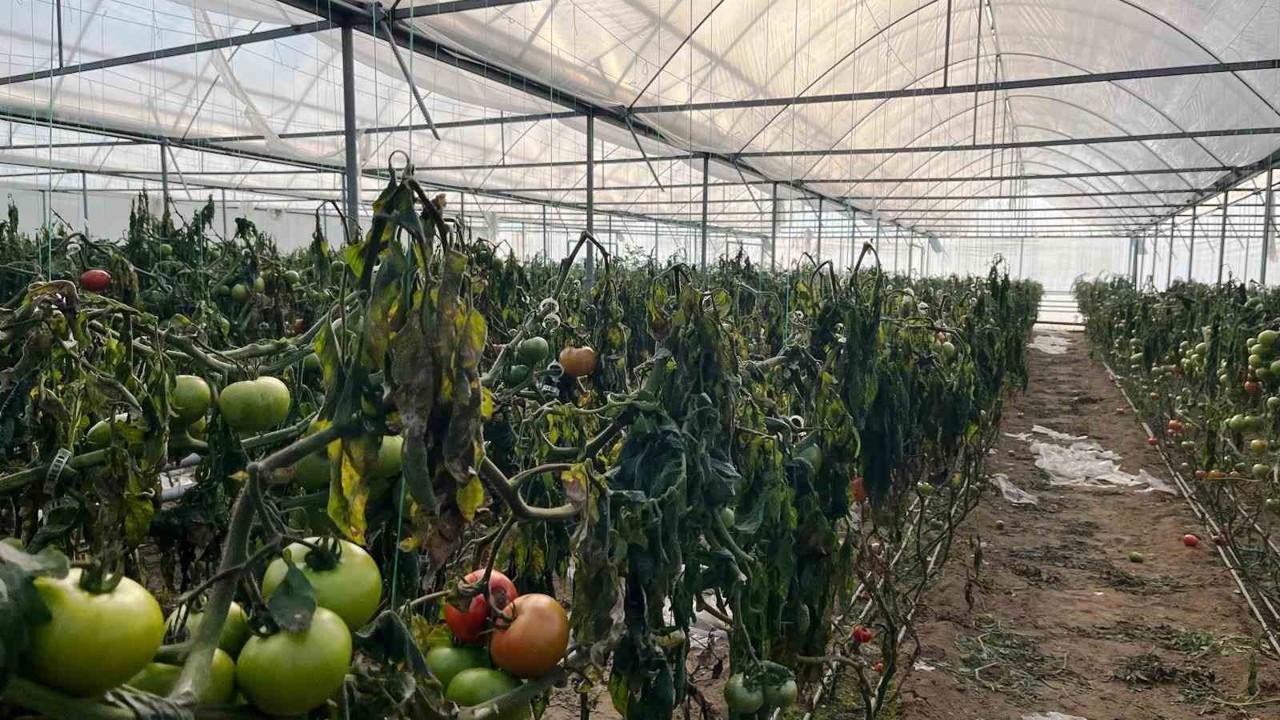 Simav’daki seralarda zirai don zarar tespit çalışması yapıldı
