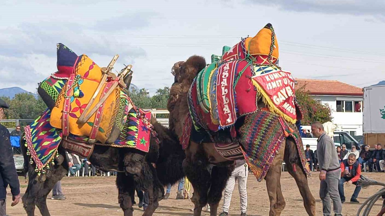 Şap hastalığı deve güreş gösterilerine de sekte vurdu
