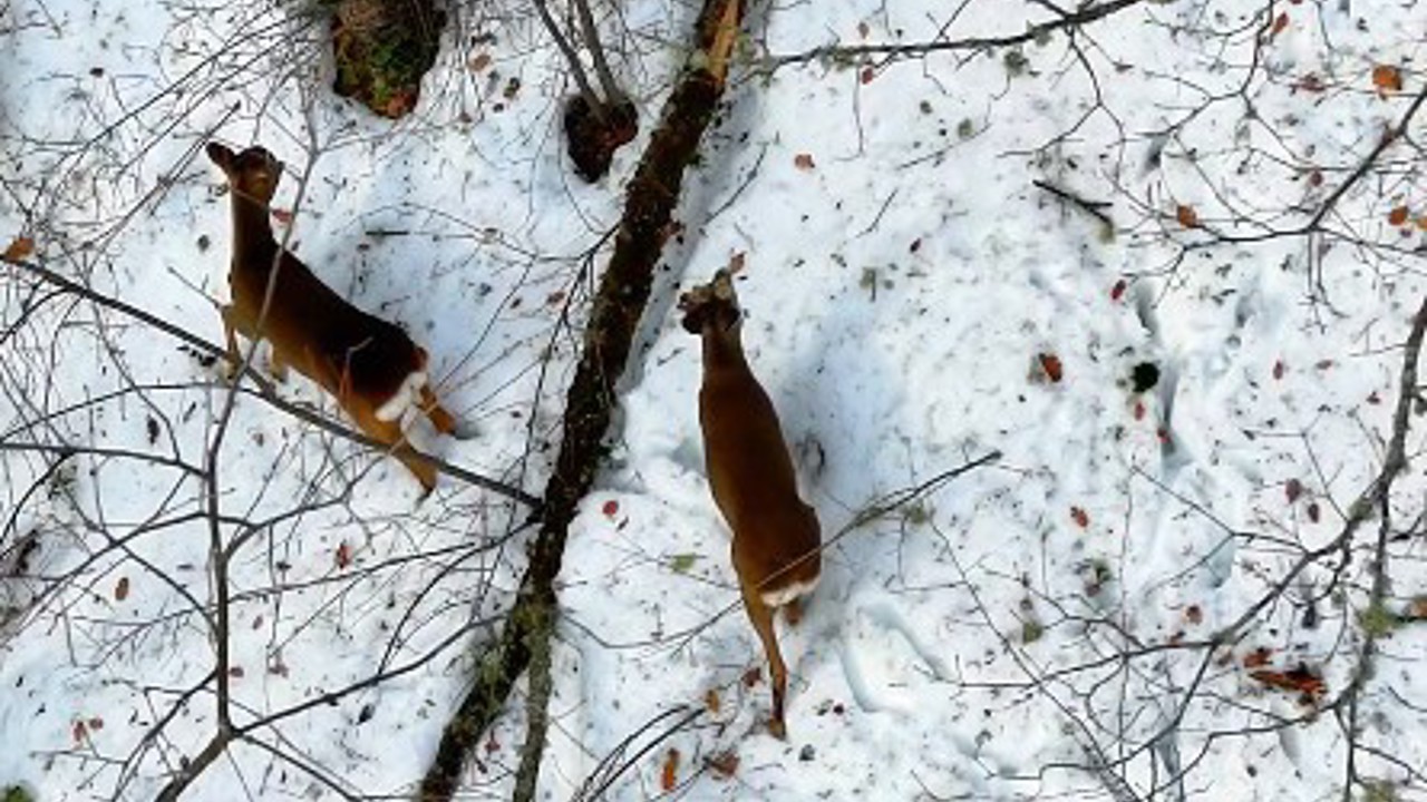 Kastamonu’da kar altındaki karacalar dron ile görüntülendi
