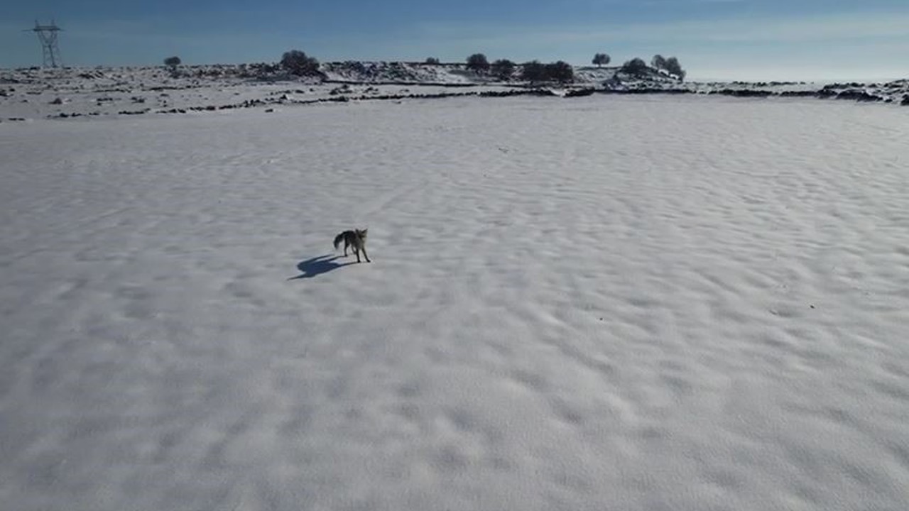 Tilki ile dronun eğlenceli mücadelesi kameraya yansıdı
