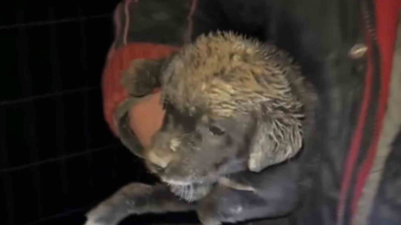 Samsun’da çukura düşen yavru köpek, zabıta ekiplerince kurtarıldı
