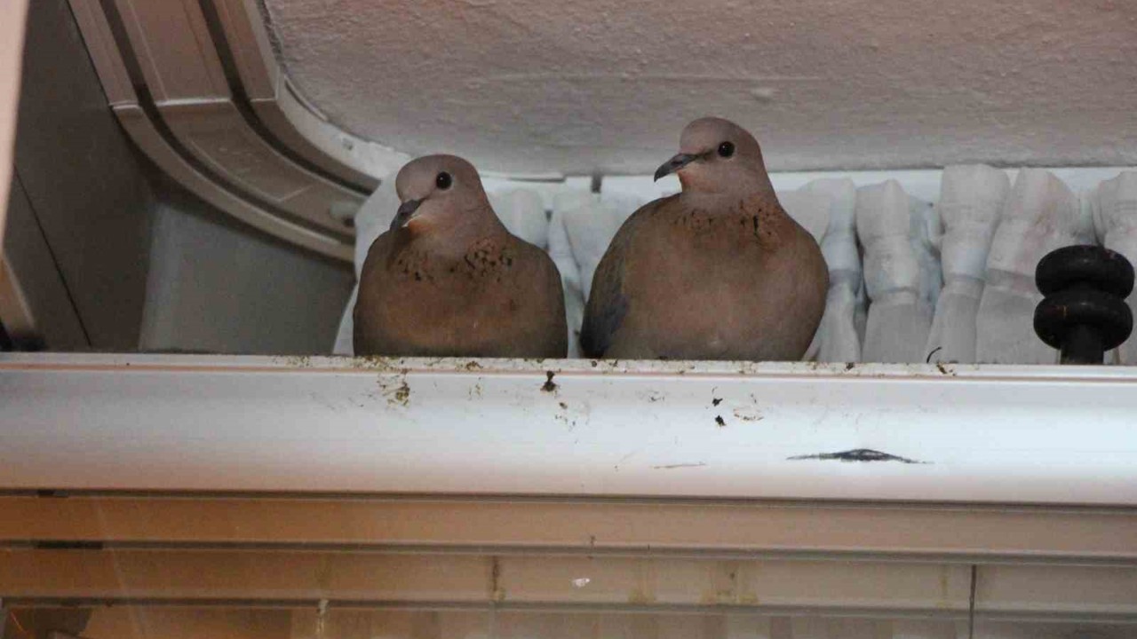 Kışın ortasında balkon camını kapatmıyorlar, nedeni ise çifte kumrular
