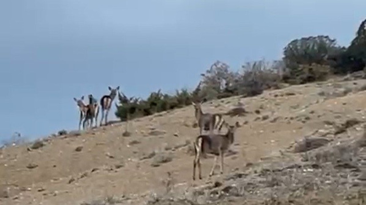 Mihalıççık’ta kaçışan 10 geyik böyle görüntülendi
